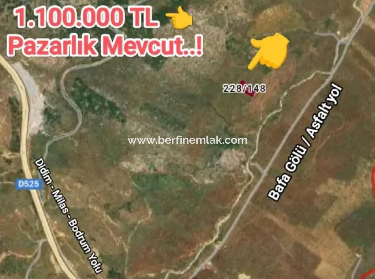 Olivenhain Zum Verkauf In Mugla Milasta Zu Einem Erschwinglichen Preis