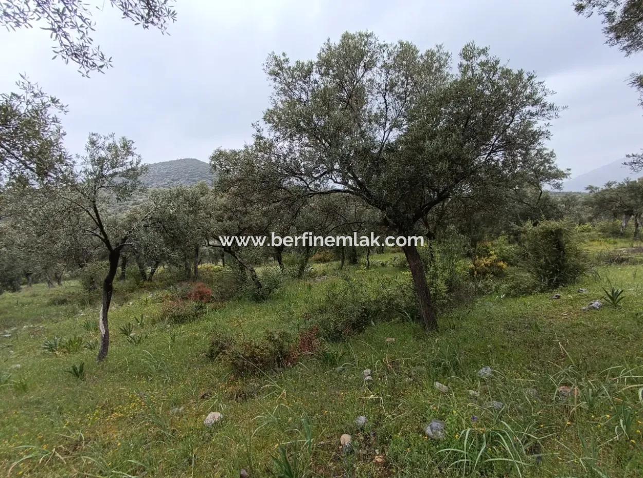Olive Grove For Sale In Mugla Milasta At An Affordable Price