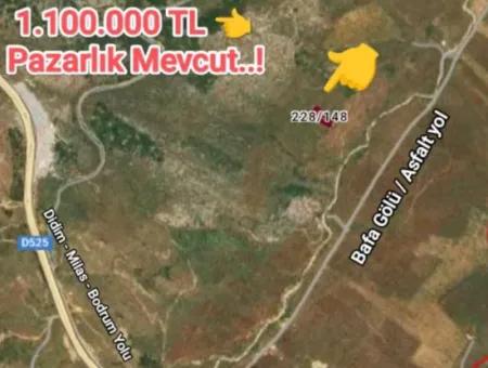 Muğla Milasta Uygun Fiyata Satılık Zeytinlik