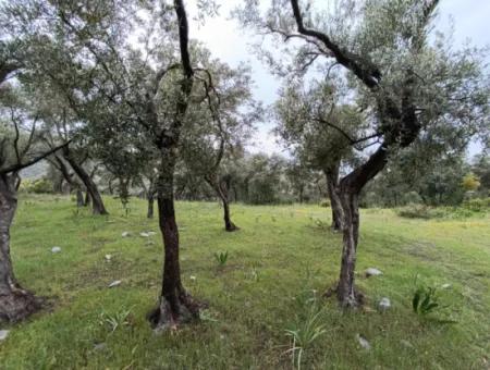 Muğla Milasta Uygun Fiyata Satılık Zeytinlik
