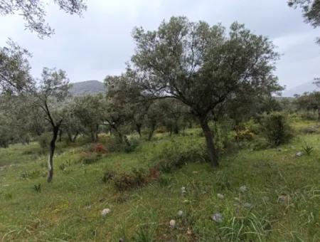 Muğla Milasta Uygun Fiyata Satılık Zeytinlik