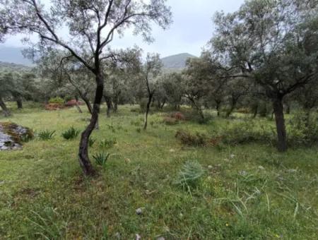 Muğla Milasta Uygun Fiyata Satılık Zeytinlik