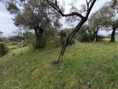 Muğla Milasta Uygun Fiyata Satılık Zeytinlik