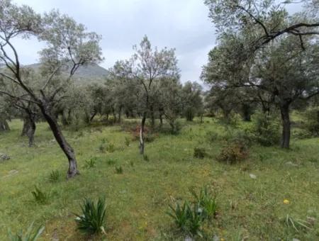 Muğla Milasta Uygun Fiyata Satılık Zeytinlik
