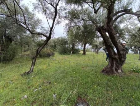 Muğla Milasta Uygun Fiyata Satılık Zeytinlik